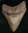 Megalodon Tooth - St Mary's River #5626-1